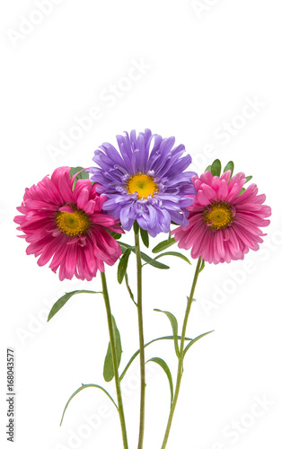 Aster flower isolated