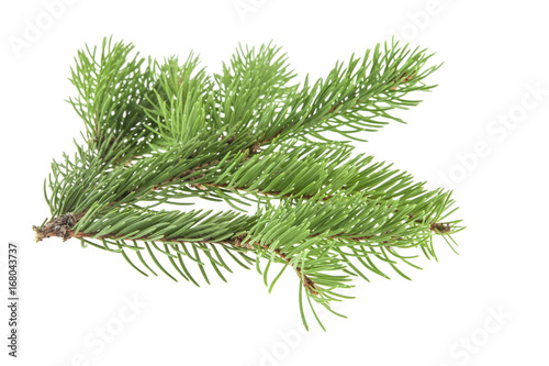 Christmas tree branch isolated on white background
