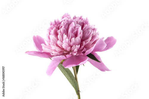 Peony isolated on white background