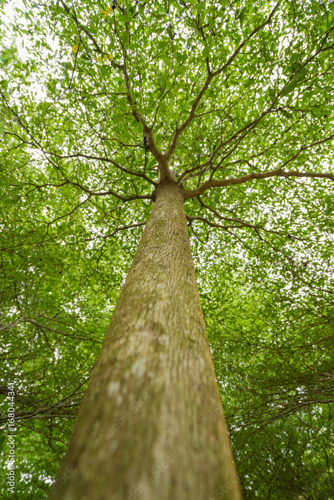 Fototapeta premium Sun light looking up in Forest, Green Tree branches nature abstract, View from bottom up.