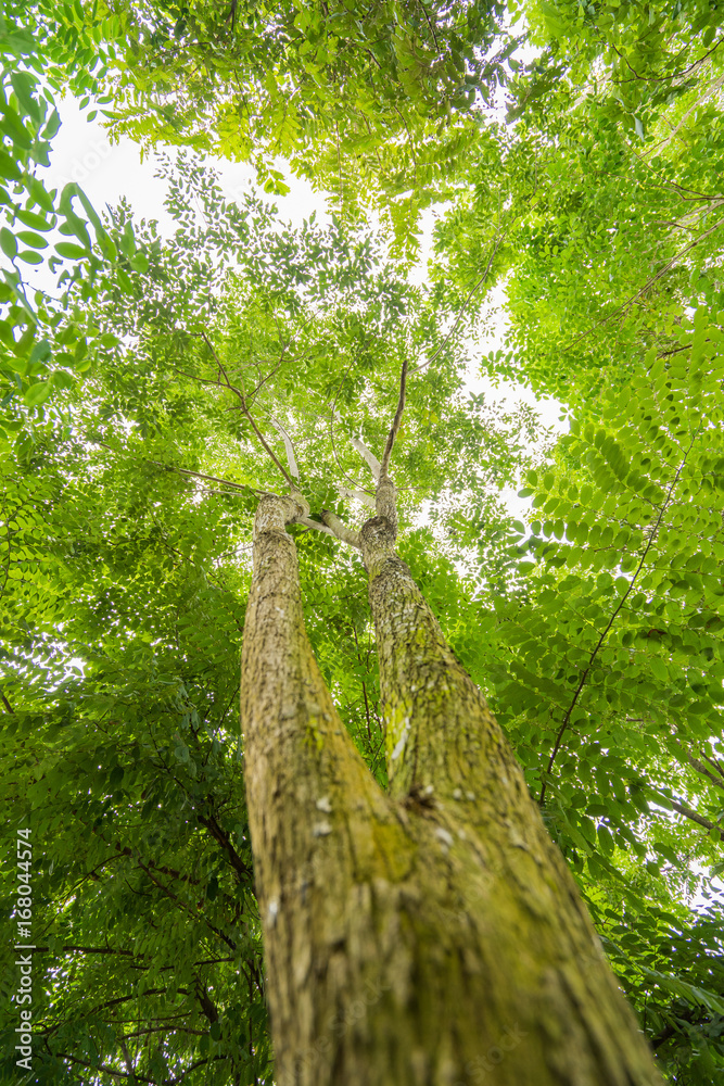 Fototapeta premium Sun light looking up in Forest, Green Tree branches nature abstract, View from bottom up.