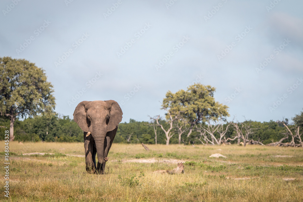 Naklejka premium An Elephant walking towards the camera.
