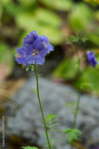 エゾノハナシノブ,Polemonium caeruleum ssp. yezoense 　