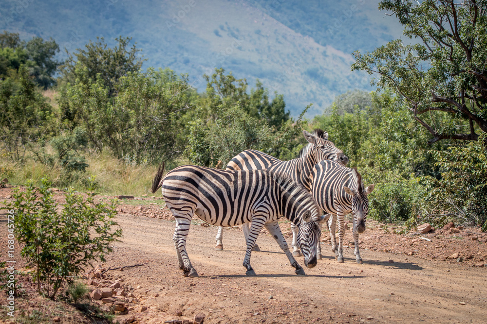 Obraz premium Several Zebras playing on the road.