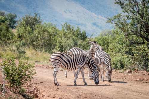 Several Zebras playing on the road.