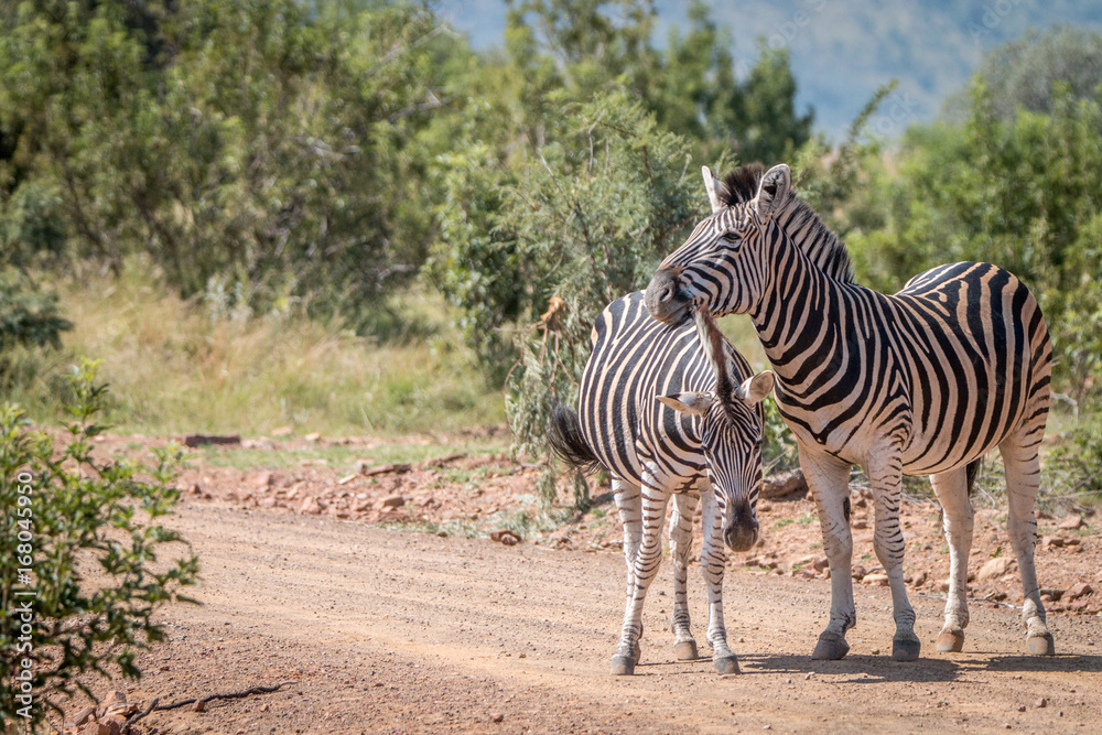 Obraz premium Several Zebras playing on the road.