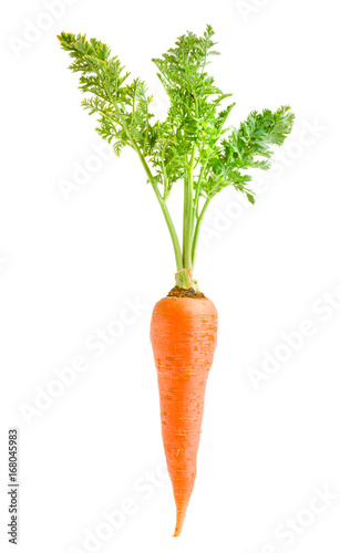 Carrot vegetable with leaves isolated on white background
