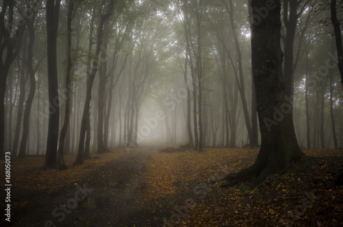 rainy weather landscape with trees in foggy forest