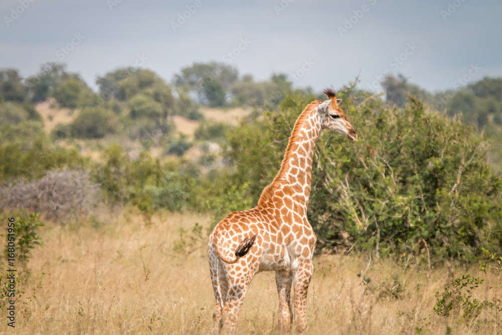 A Giraffe walking in the grass.