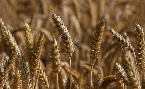 Grain wheat growing.