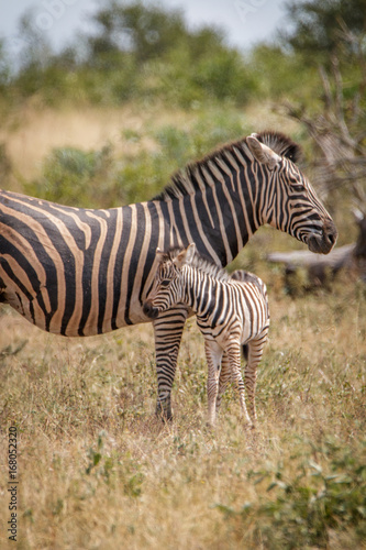 A baby Zebra bonding with the mother.