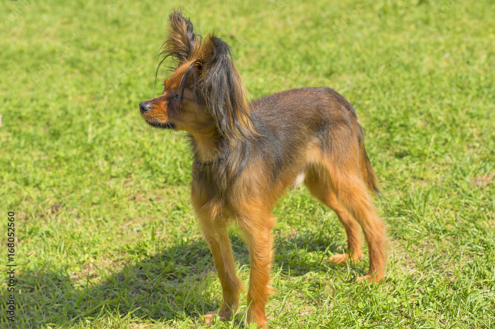 Fototapeta premium Papillon Dog close-up
