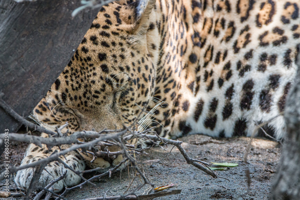 Fototapeta premium A male Leopard sleeping behind a tree.