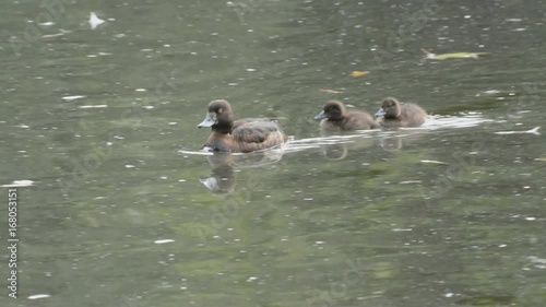 Independent tufted duck chick leaving sibling and mother to explore alone.