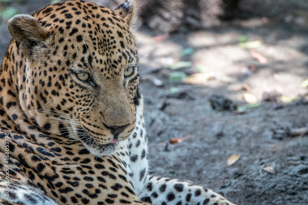 Close up of a male Leopard relaxing. Close up of a male Leopard relaxing.