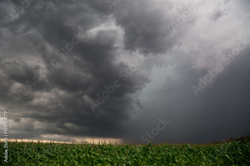 Storm above the corn field