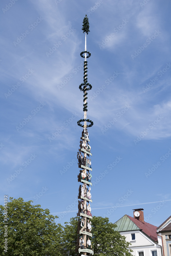 Obraz premium Maibaum 