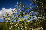 Olives on olive tree. Tuscan Countryside. Italy.