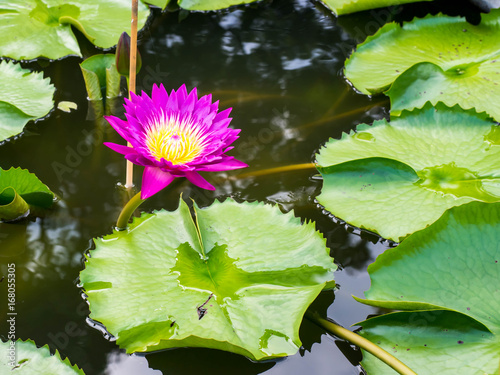 Beautiful lotus flowers