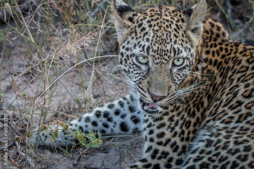 Close up of a young female Leopard.