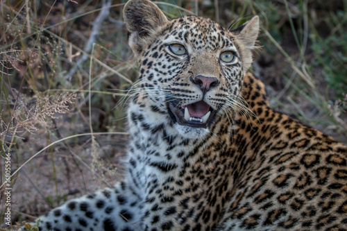 Close up of a young female Leopard. © simoneemanphoto
