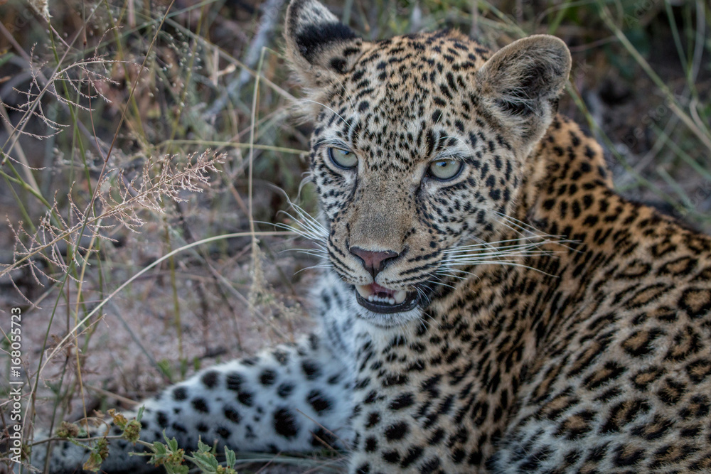 Close up of a young female Leopard. Close up of a young female Leopard.