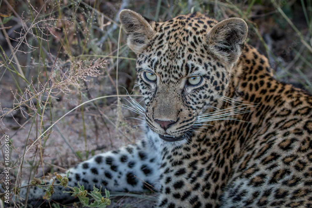 Close up of a young female Leopard. Close up of a young female Leopard.