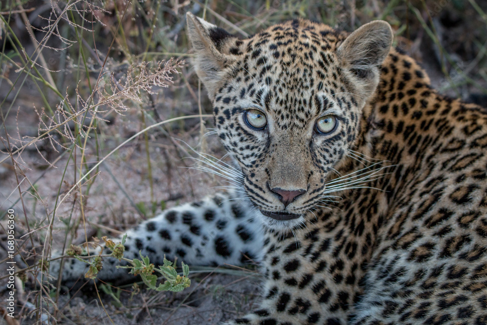 Fototapeta premium Close up of a young female Leopard.