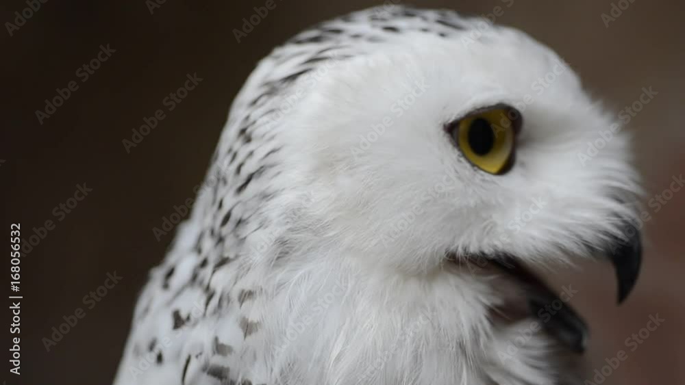 The owl has yellow eyes and a white body with brown spots and open mouth for food.