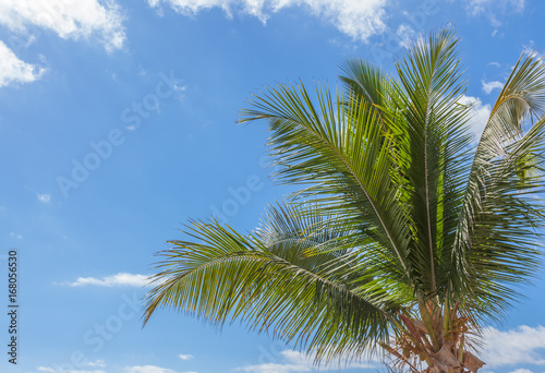 cime de cocotier en coin de ciel bleu 
