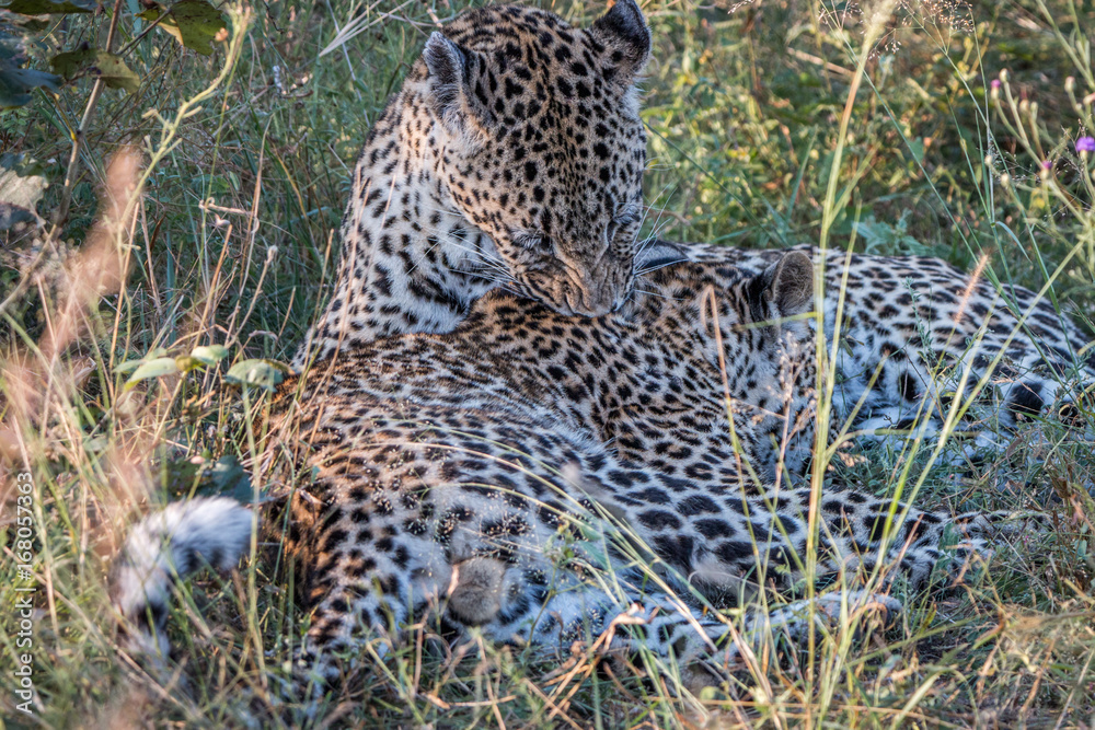 Fototapeta premium A mother Leopard playing with her cubs.