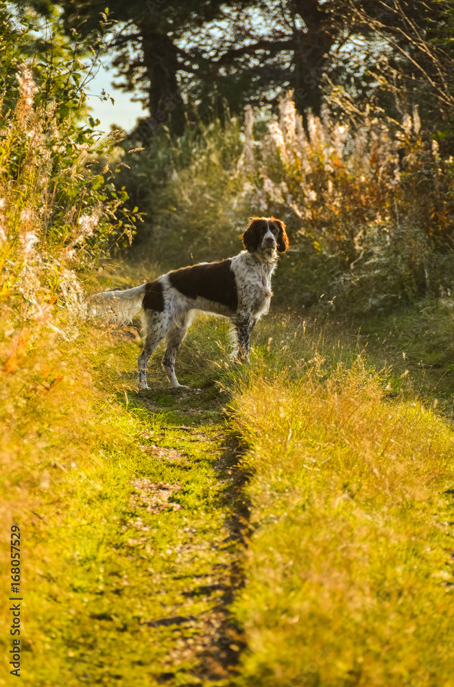 balade avec un chien