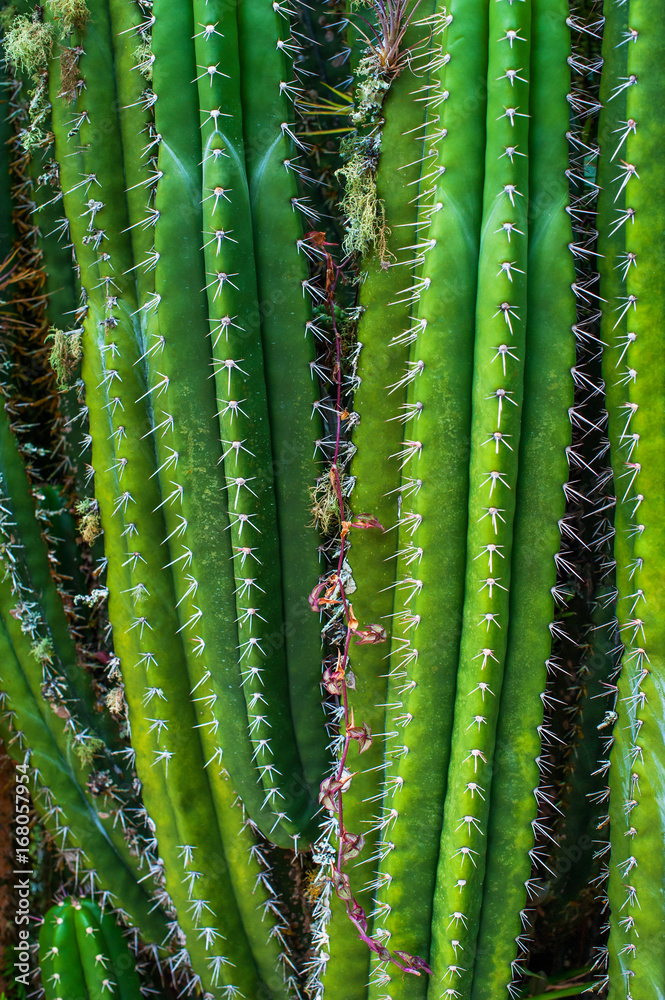 Fototapeta premium Cactus plant natural background