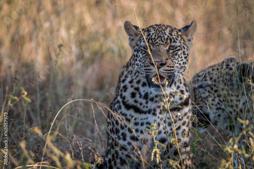 Two Leopards bonding in the grass.