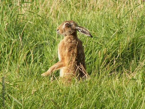 Hase