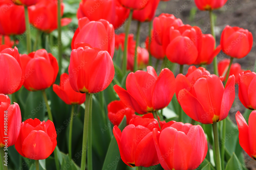 Red flowers in backyard home garden. Red flowers in backyard home garden.