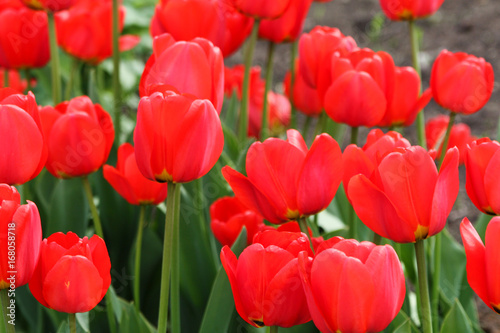 Red flowers in backyard home garden.