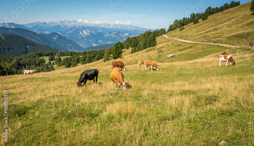 view of alpine mountain scenary with grazed cows on a summer day. Dolomites mountains, South Tyrol, Italy