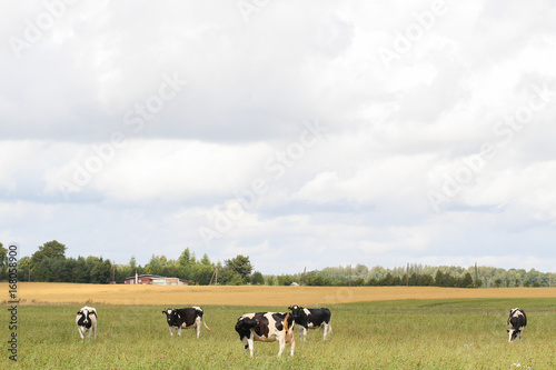 Cloudy farm view in countryside. © Artūrs Stiebriņš