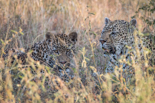 Two Leopards bonding in the grass.