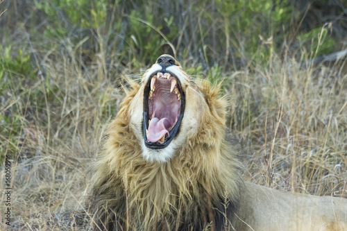 Male Lion yawning in the shade