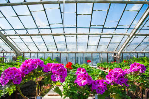 Garden greenhouse. Agribusiness © SGr