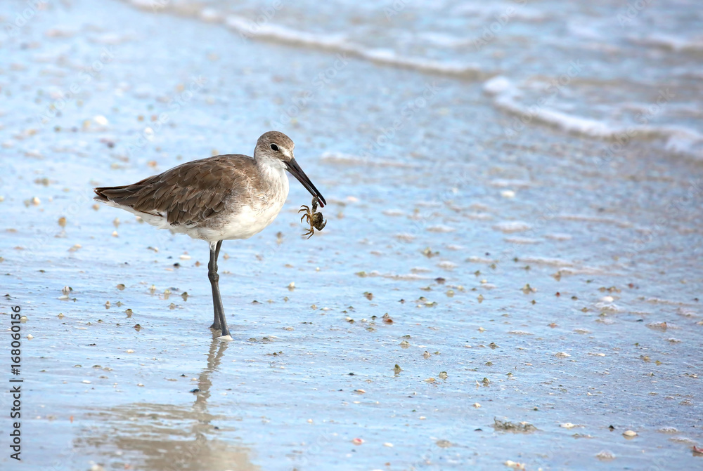 Willet bird getting ready to have crab for dinner. Willet bird getting ready to have crab for dinner.