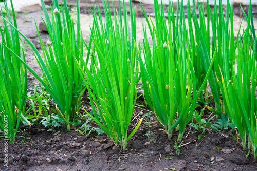 Green onion in the garden