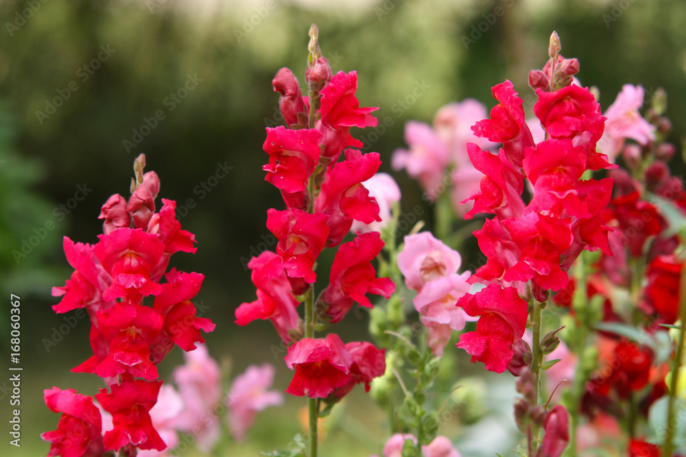 Backyard flowers in small garden. Backyard flowers in small garden.