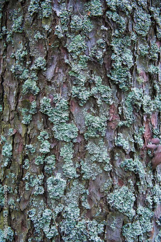 Texture bark of pine tree closeup
