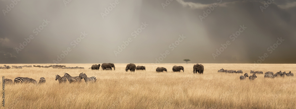 Naklejka premium Burzliwe niebo nad Masai Mara ze słoniami i zebrami