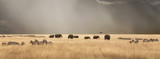 Stormy skies over the masai Mara with elephants and zebras