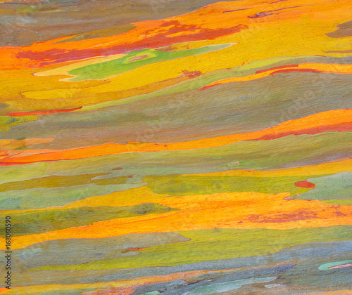 Horizontal rainbow eucalyptus tree bark