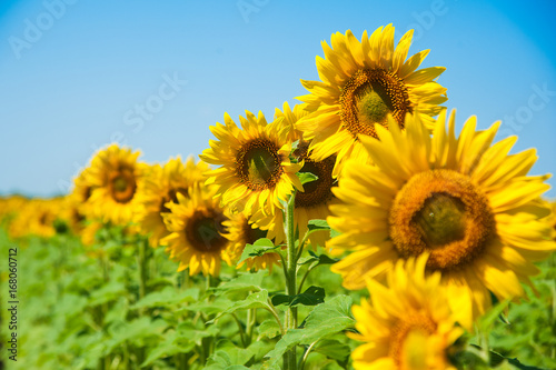 Sunflower field. Summer landscape